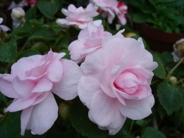 天竺葵容易发生哪些病虫害,天竺葵有病虫害应该怎样防治