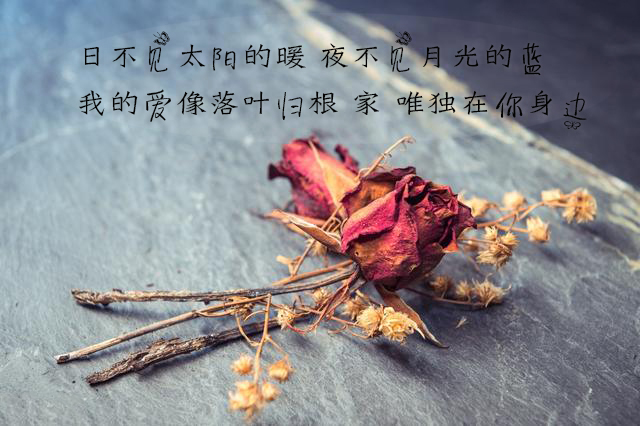 唯美的歌词我如果爱你绝不像攀援的凌霄花借你的高枝炫耀自己