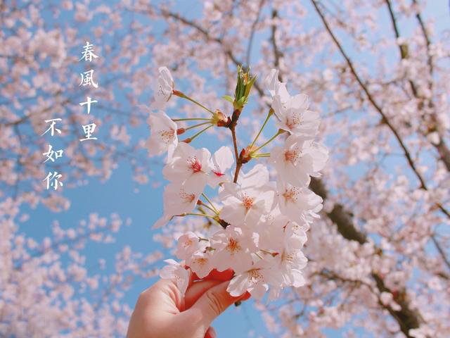 唯美的歌词我如果爱你绝不像攀援的凌霄花借你的高枝炫耀自己