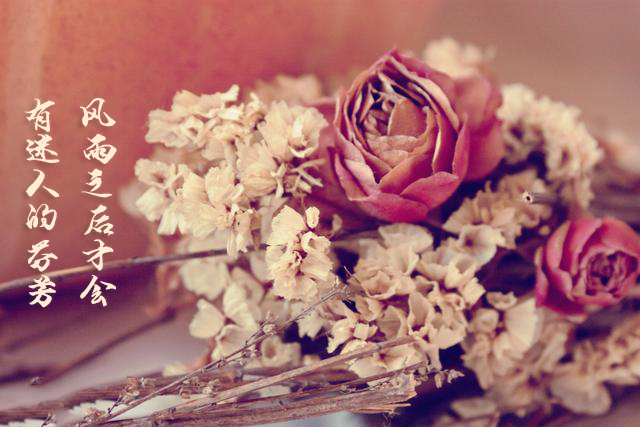 唯美的歌词我如果爱你绝不像攀援的凌霄花借你的高枝炫耀自己