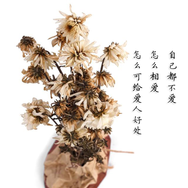 唯美的歌词我如果爱你绝不像攀援的凌霄花借你的高枝炫耀自己