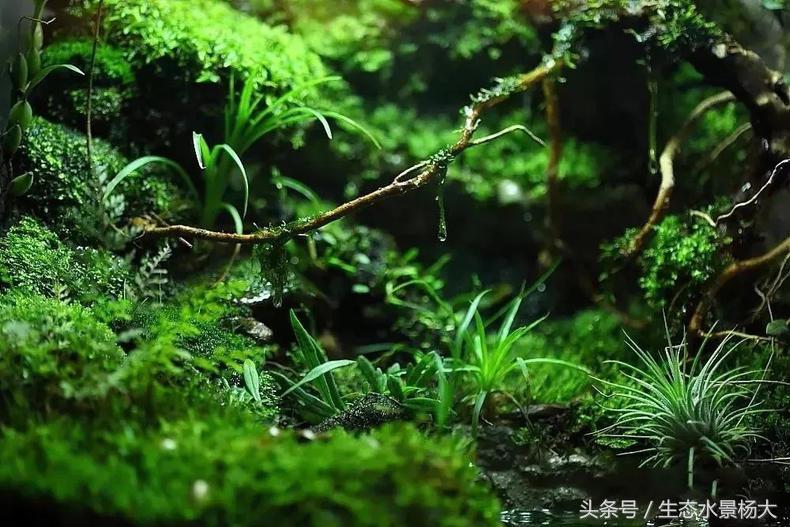 做水陆缸,做水陆缸所需的材料