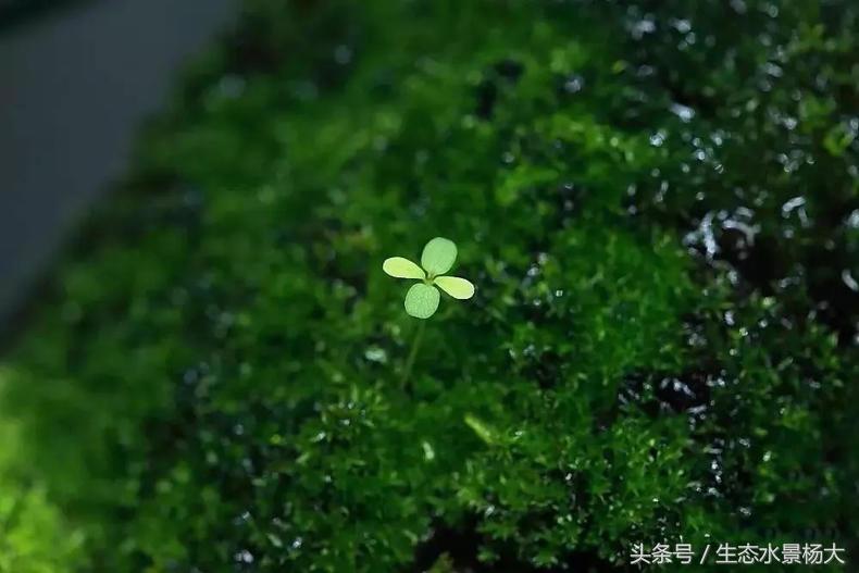 做水陆缸,做水陆缸所需的材料