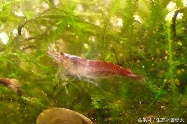 不伤稻田虾除纤毛虫的药,什么虫对水晶虾有害