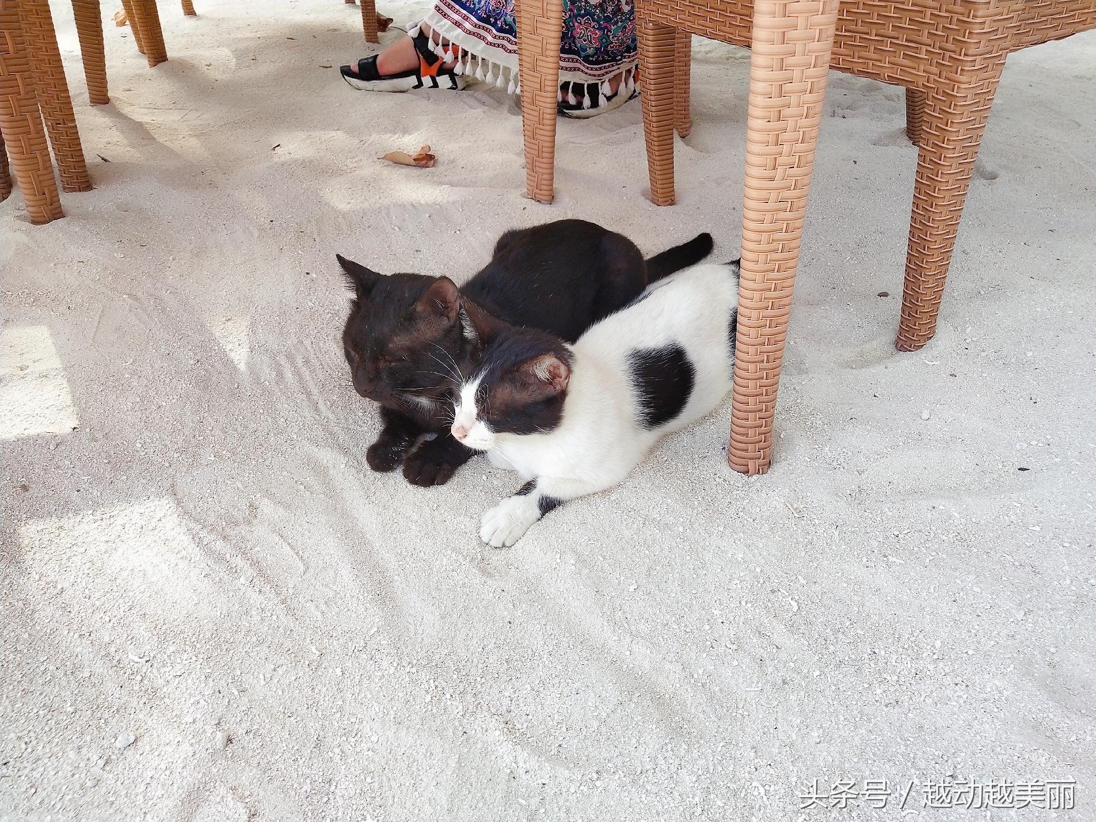 马尔代夫哪个岛浮潜最佳推荐,夏日全民旅行记海滩