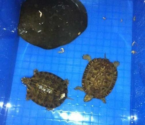 龟友科普,齿缘水龟怎么养