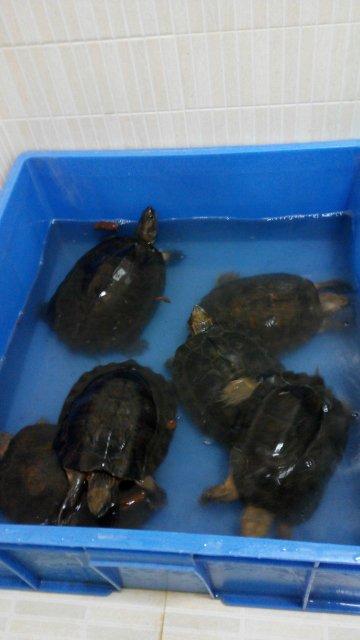 龟友科普,齿缘水龟怎么养