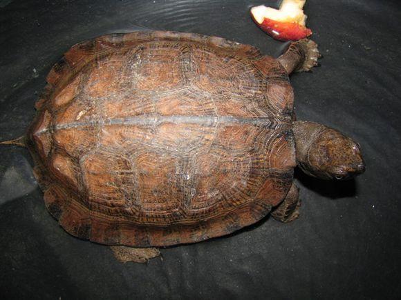 龟友科普,齿缘水龟怎么养