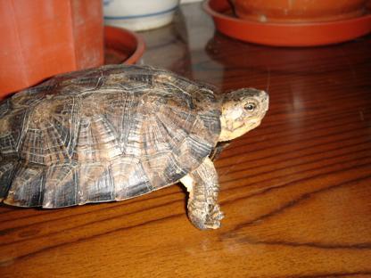 龟友科普,齿缘水龟怎么养