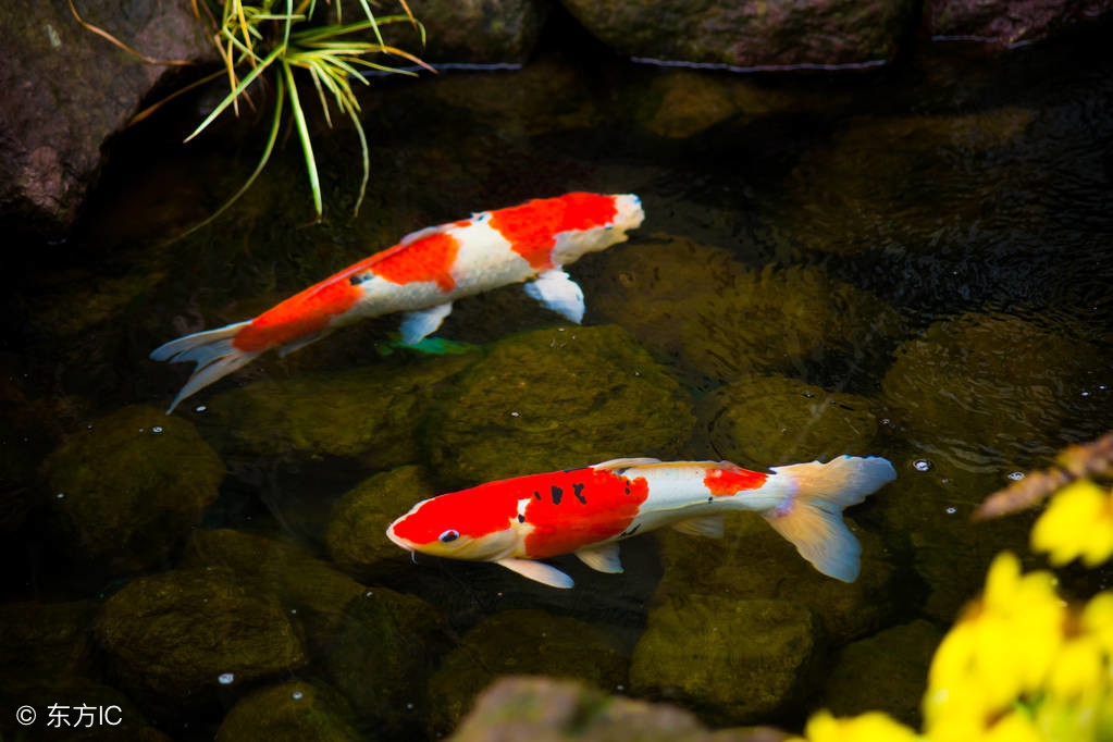 天气热锦鲤在池底不动,天太热锦鲤不怎么动
