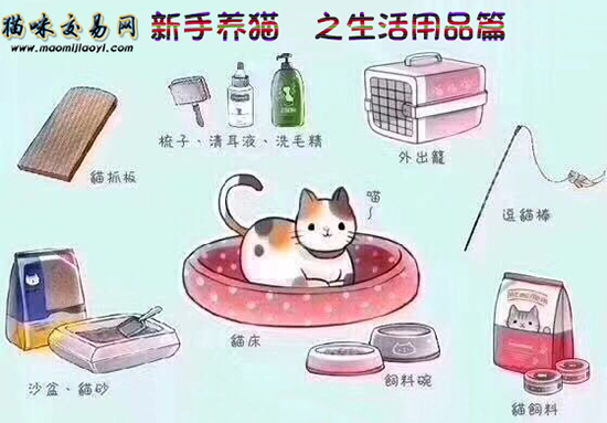 新手养猫攻略超详细建议收藏,新手养猫攻略养猫需要注意什么