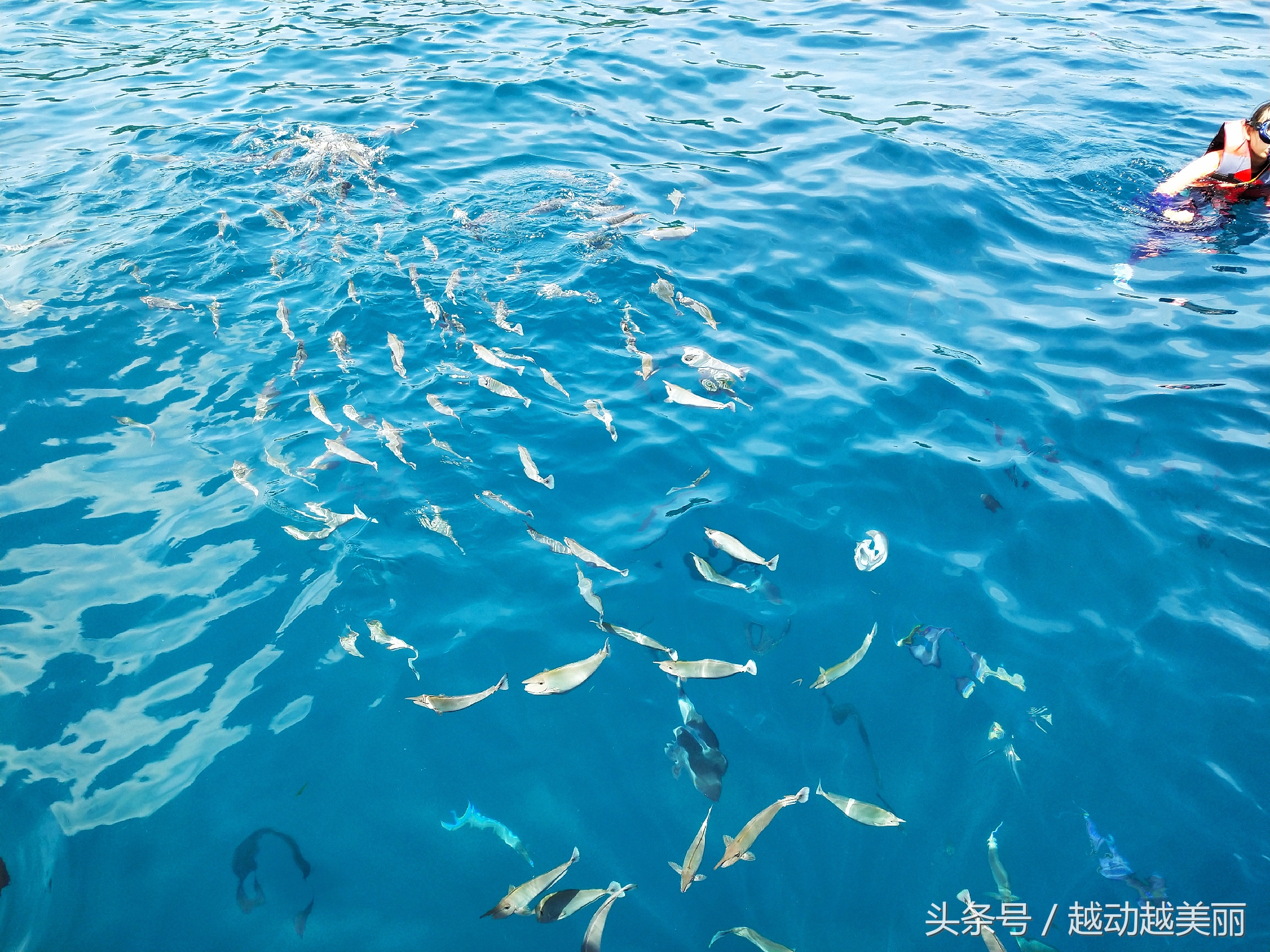 马尔代夫哪个岛浮潜最佳推荐,夏日全民旅行记海滩