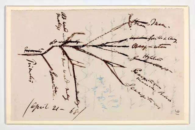 达尔文和华莱士的进化论,达尔文和华莱士的故事简介