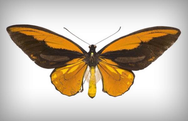 达尔文和华莱士的进化论,达尔文和华莱士的故事简介