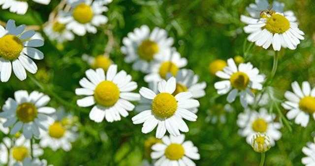 洋甘菊真的好吗,洋甘菊的效果是什么