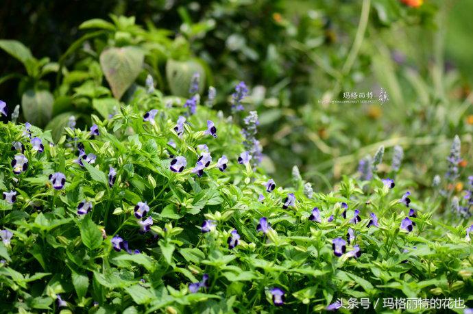 园丁修剪灌木,开满鲜花的小路教学设计一等奖