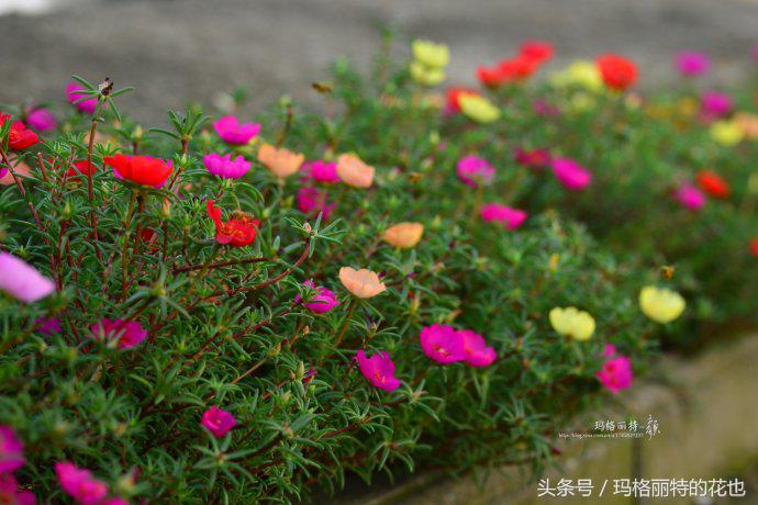 园丁修剪灌木,开满鲜花的小路教学设计一等奖