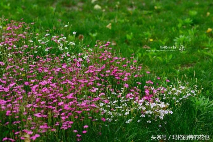 园丁修剪灌木,开满鲜花的小路教学设计一等奖