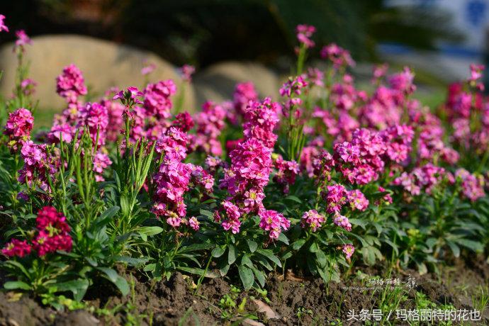 园丁修剪灌木,开满鲜花的小路教学设计一等奖