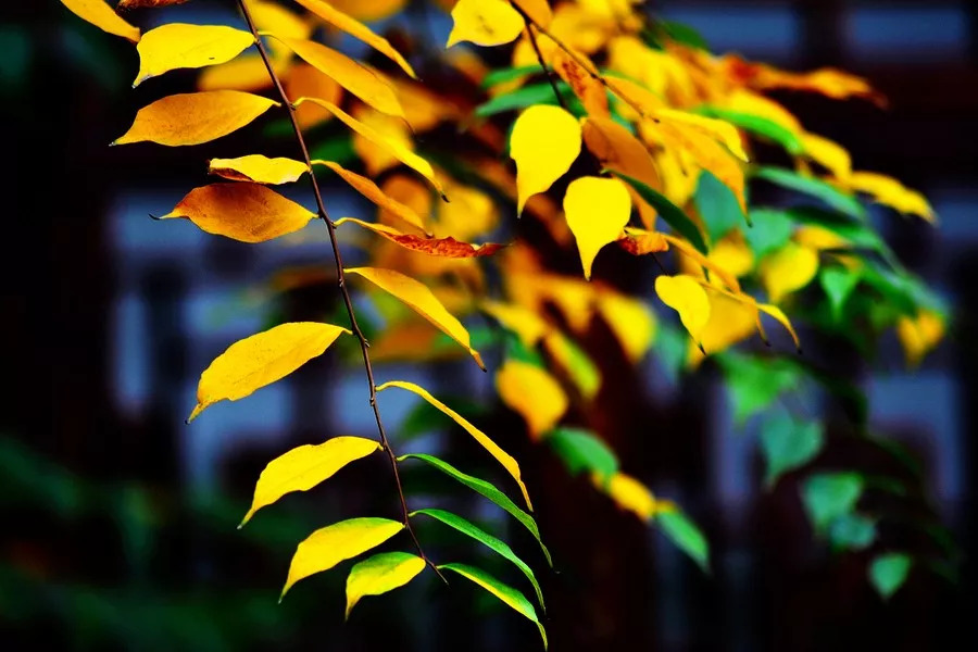 管恩锋简介,管恩锋品读好诗词