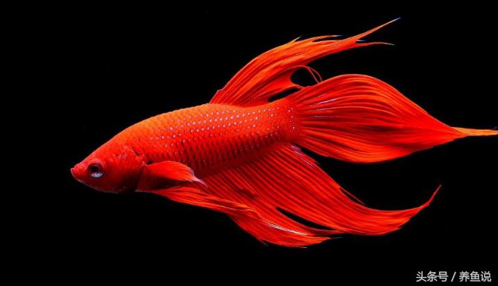 假二宇的童年回忆 (什么鱼能给人带来快乐和幸福)