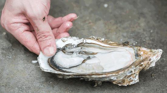 澳洲悉尼鱼市场,澳大利亚海鲜鱼市场