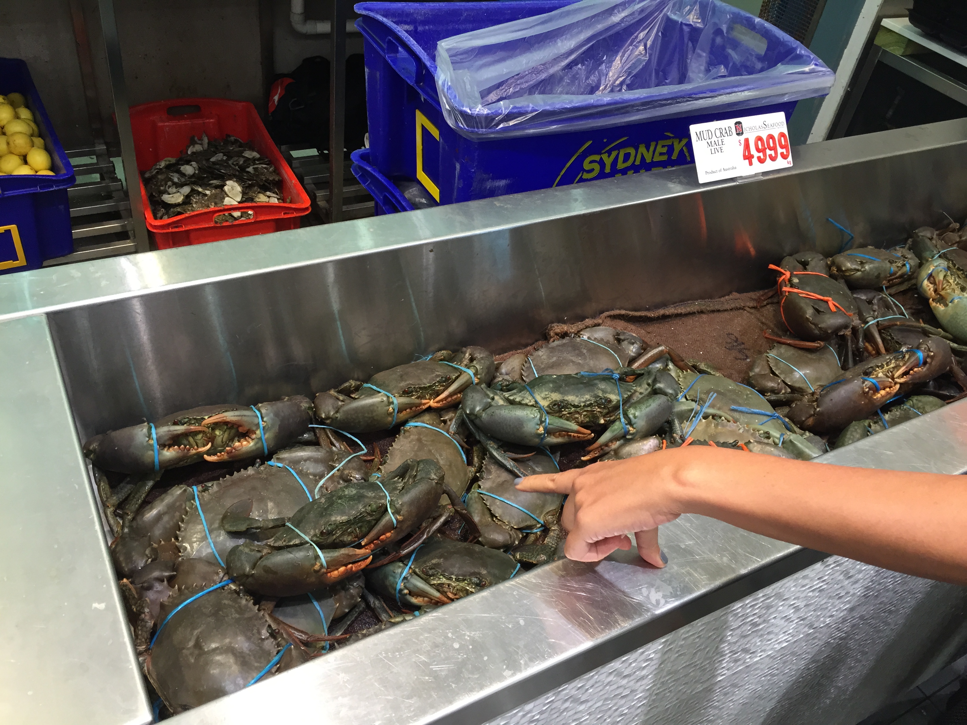 澳洲悉尼鱼市场,澳大利亚海鲜鱼市场