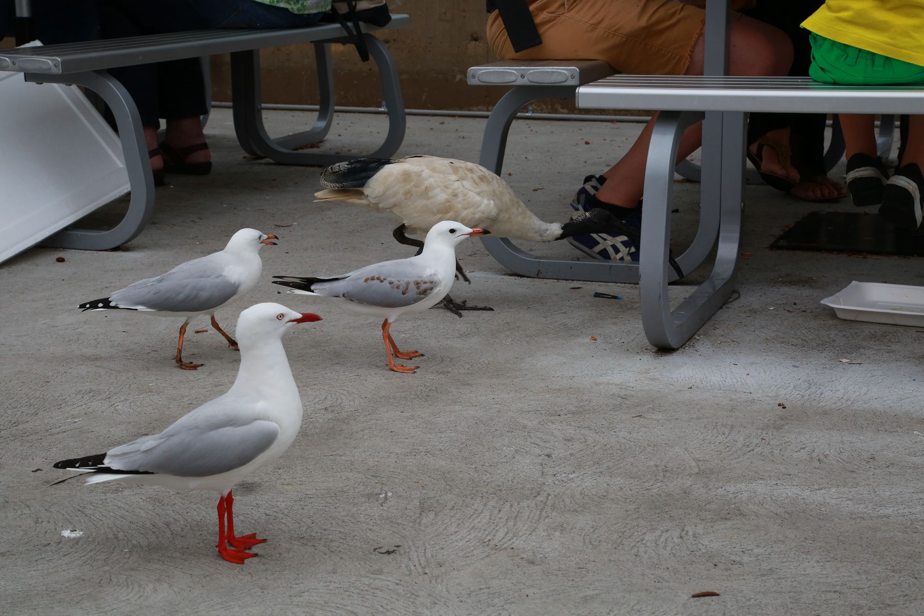 澳洲悉尼鱼市场,澳大利亚海鲜鱼市场
