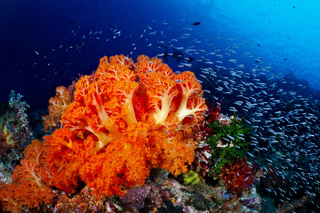 去丽贝岛飞哪个机场,去丽贝岛注意事项