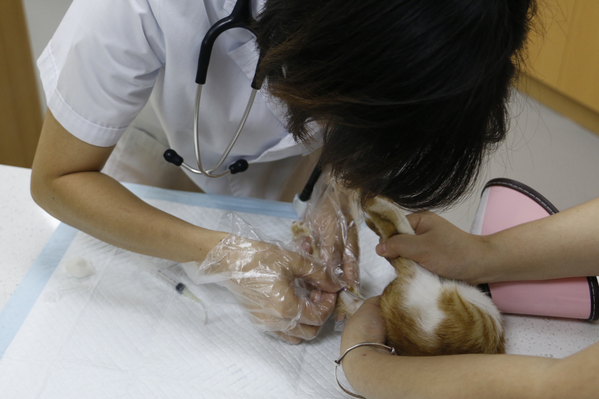 武汉最好的宠物医院排名,武汉比较正规的宠物医院