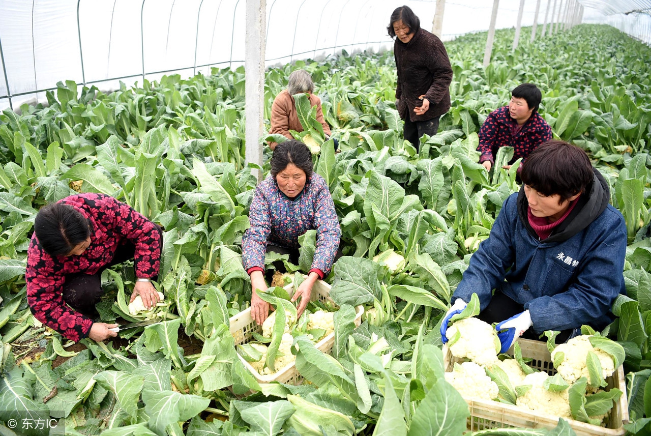 花菜病虫害怎么防治,花菜怎么防虫害