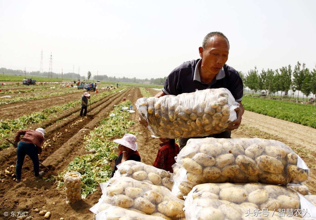 土豆储藏老是腐烂变绿怎么办？用好这3个土办法，土豆想腐烂都难
