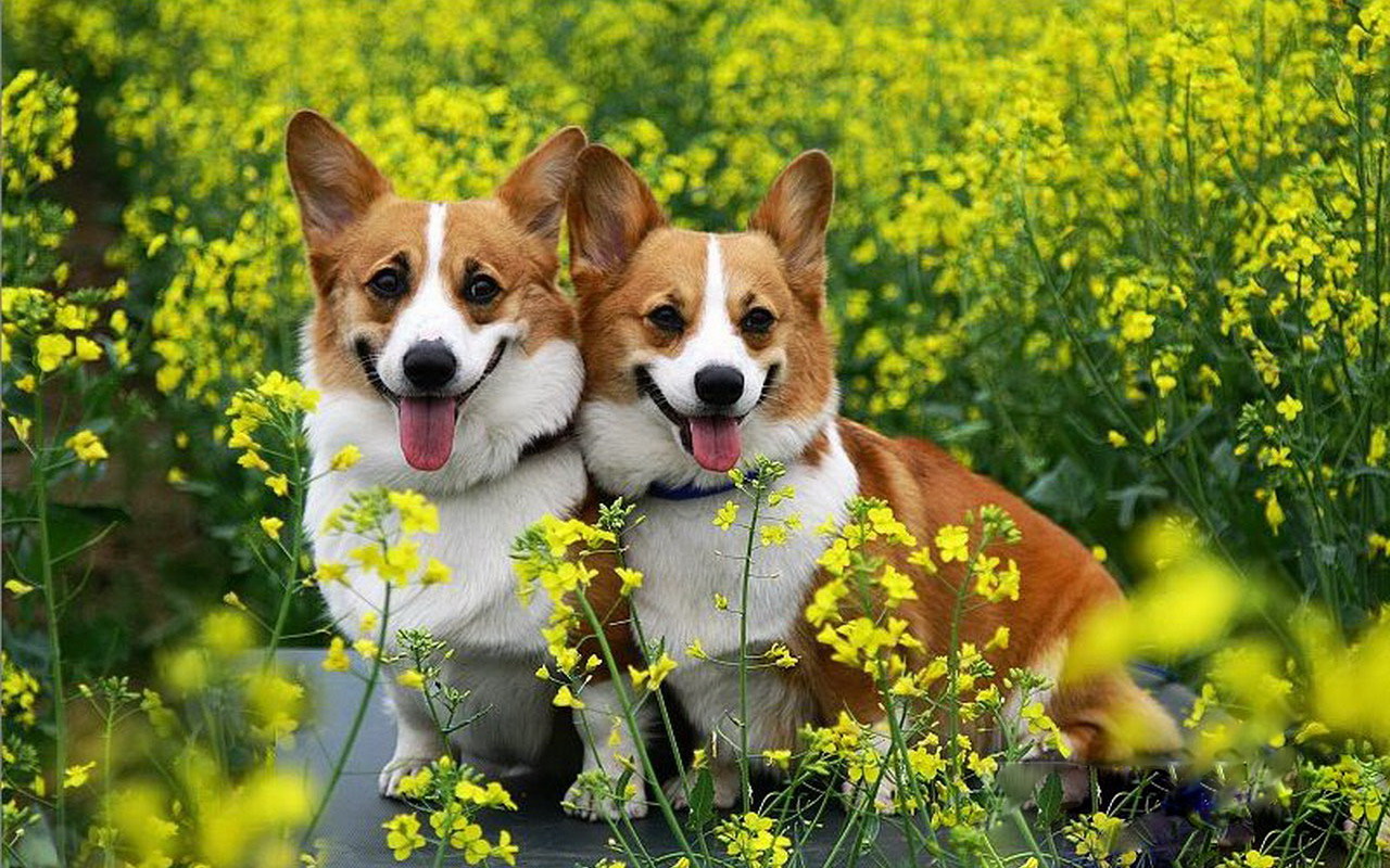 狗狗扑人咬小孩怎么训练,训练狗狗不扑人的妙招视频