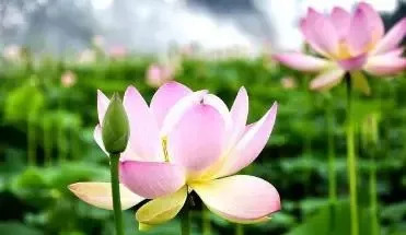 鱼塘不清塘对人有什么危害,鱼塘清淤泥可以清走吗