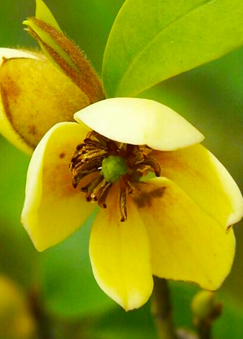 你含笑立在枝头上，笑而不语——含笑花