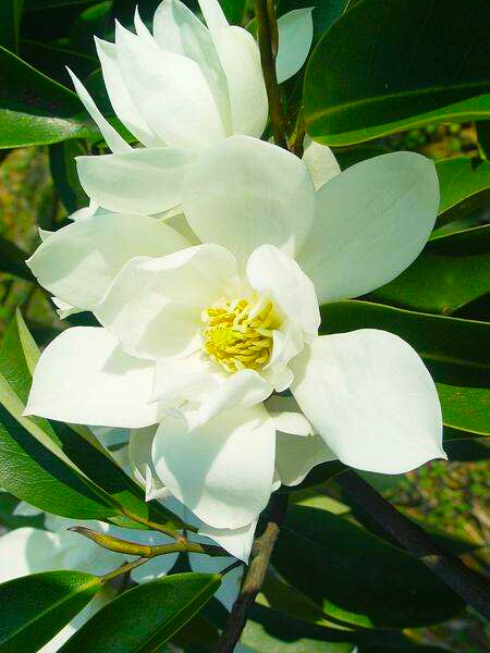 你含笑立在枝头上，笑而不语——含笑花