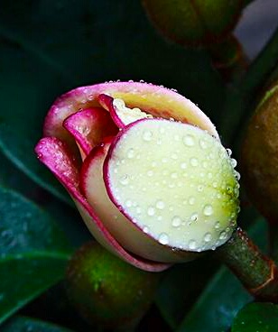 你含笑立在枝头上，笑而不语——含笑花