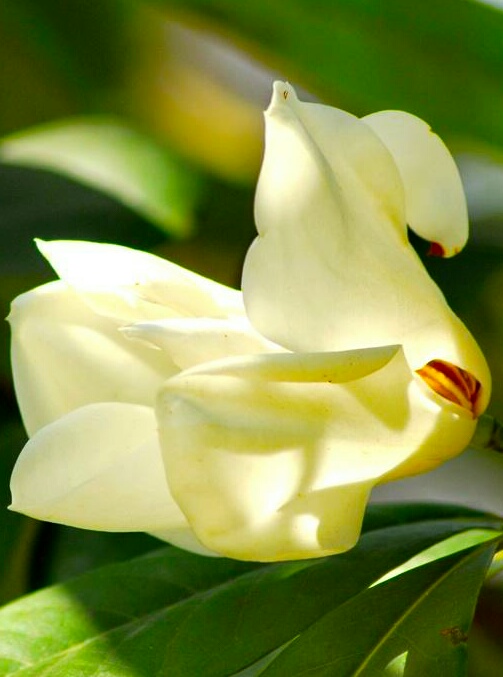 你含笑立在枝头上，笑而不语——含笑花