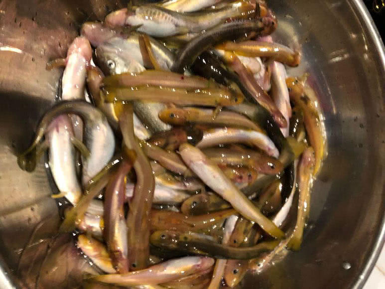 夜钓黄蜂鱼和土鲶一大盆,被鱼鳍割破了手