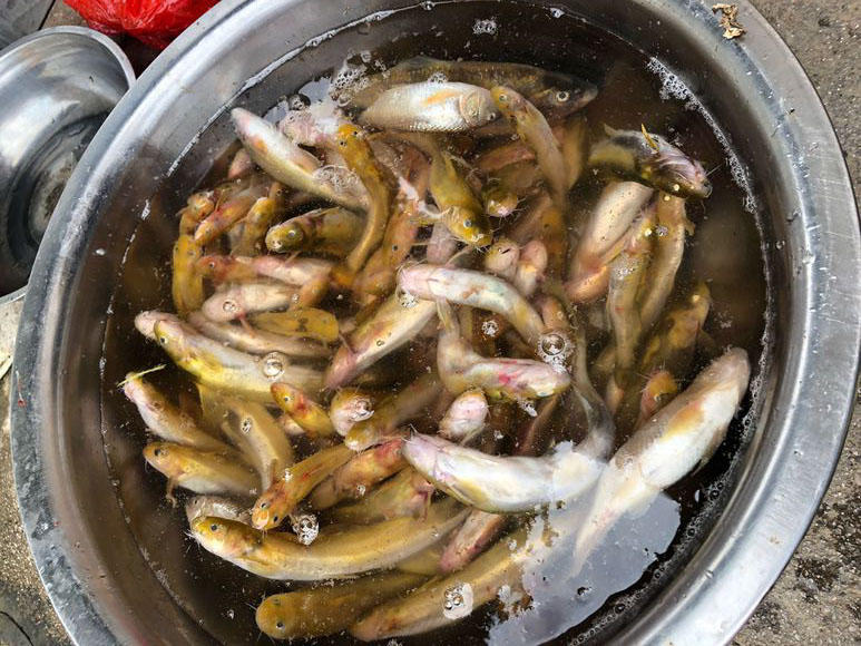 夜钓黄蜂鱼和土鲶一大盆,被鱼鳍割破了手