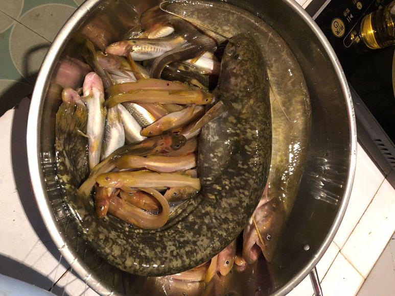 夜钓黄蜂鱼和土鲶一大盆,被鱼鳍割破了手