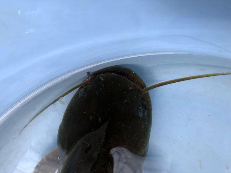 夜钓黄蜂鱼和土鲶一大盆,被鱼鳍割破了手