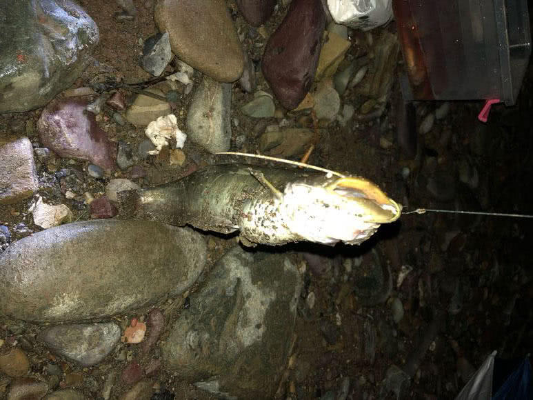 夜钓黄蜂鱼和土鲶一大盆,被鱼鳍割破了手