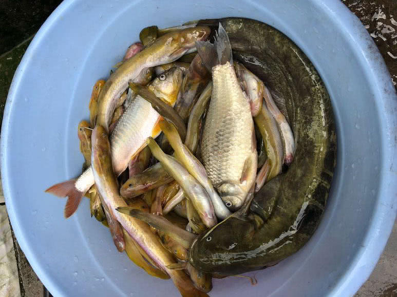 夜钓黄蜂鱼和土鲶一大盆,被鱼鳍割破了手