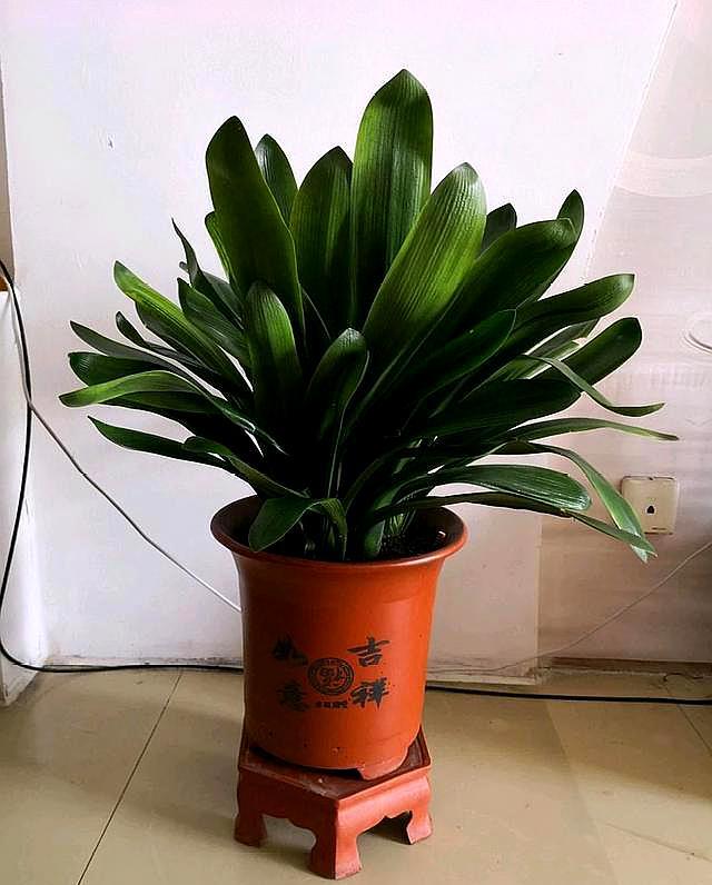 君子兰周围长出小君子兰怎么办,刚买回来的君子兰如何正确处理