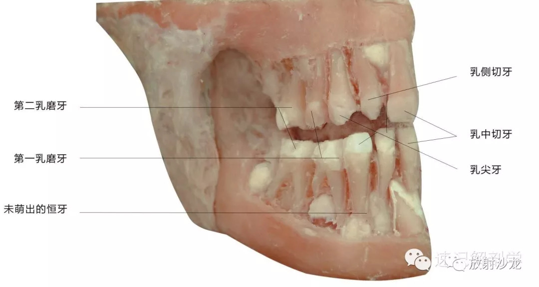 解剖学顺口溜记忆法音频,循环消化呼吸知识点