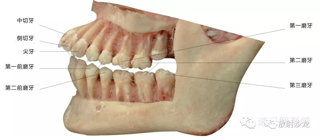 解剖学顺口溜记忆法音频,循环消化呼吸知识点