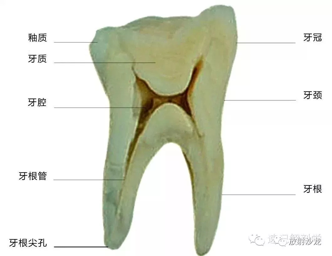 解剖学顺口溜记忆法音频,循环消化呼吸知识点