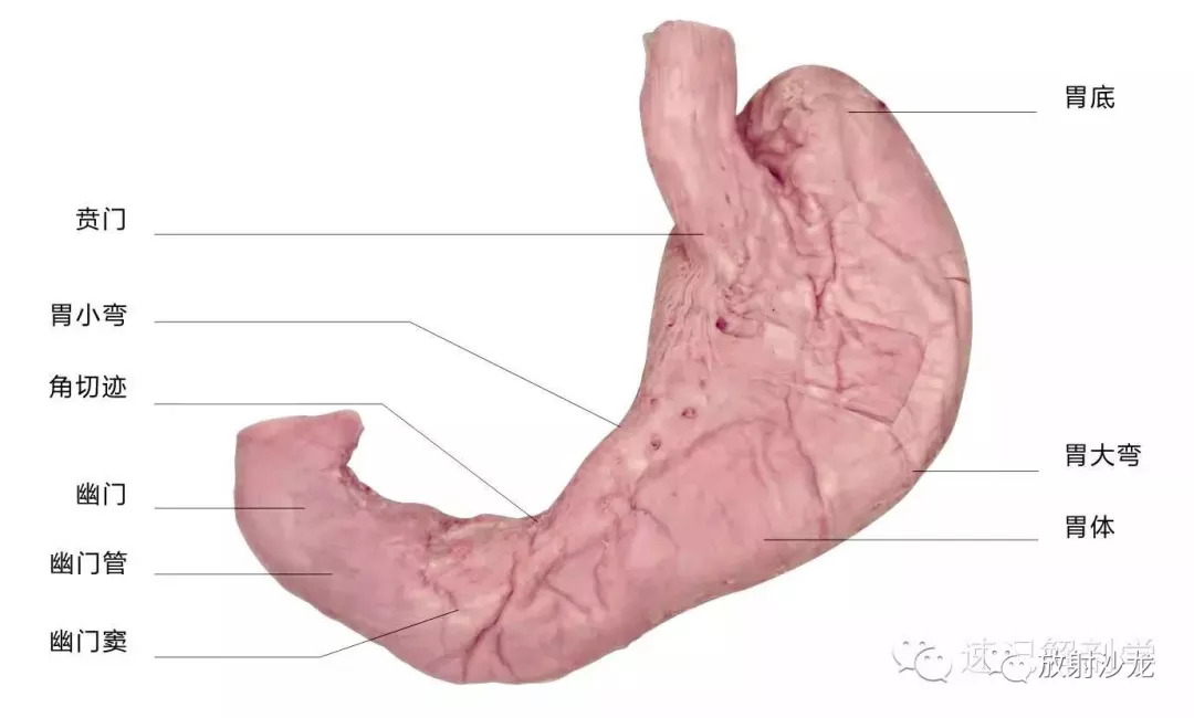 解剖学顺口溜记忆法音频,循环消化呼吸知识点