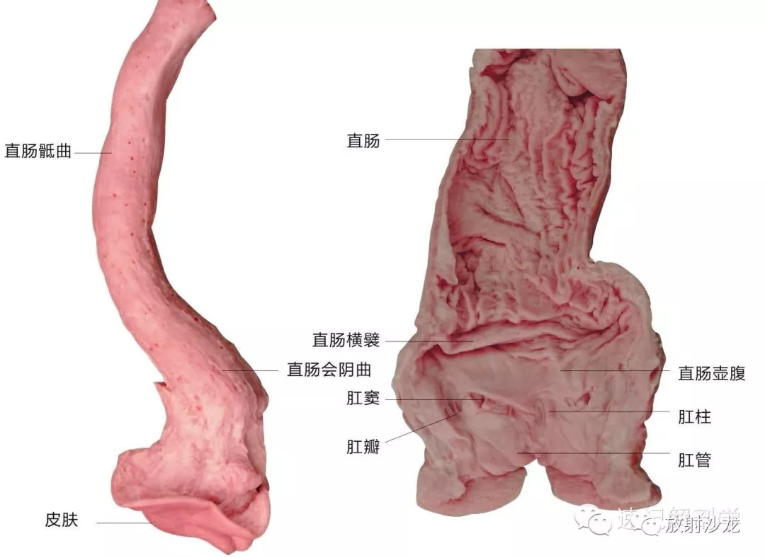 解剖学顺口溜记忆法音频,循环消化呼吸知识点